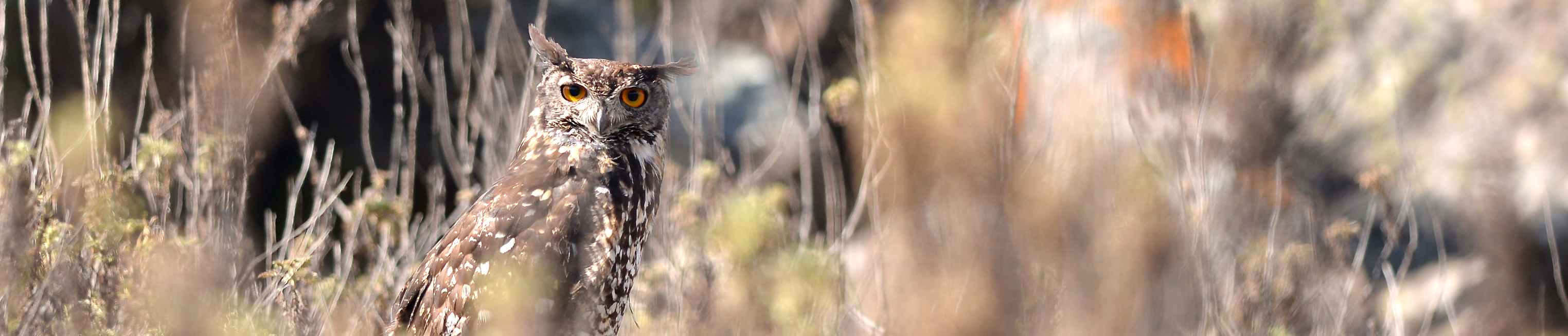 eagle-owl banner